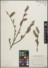 Foto von Salix planifolia Pursh